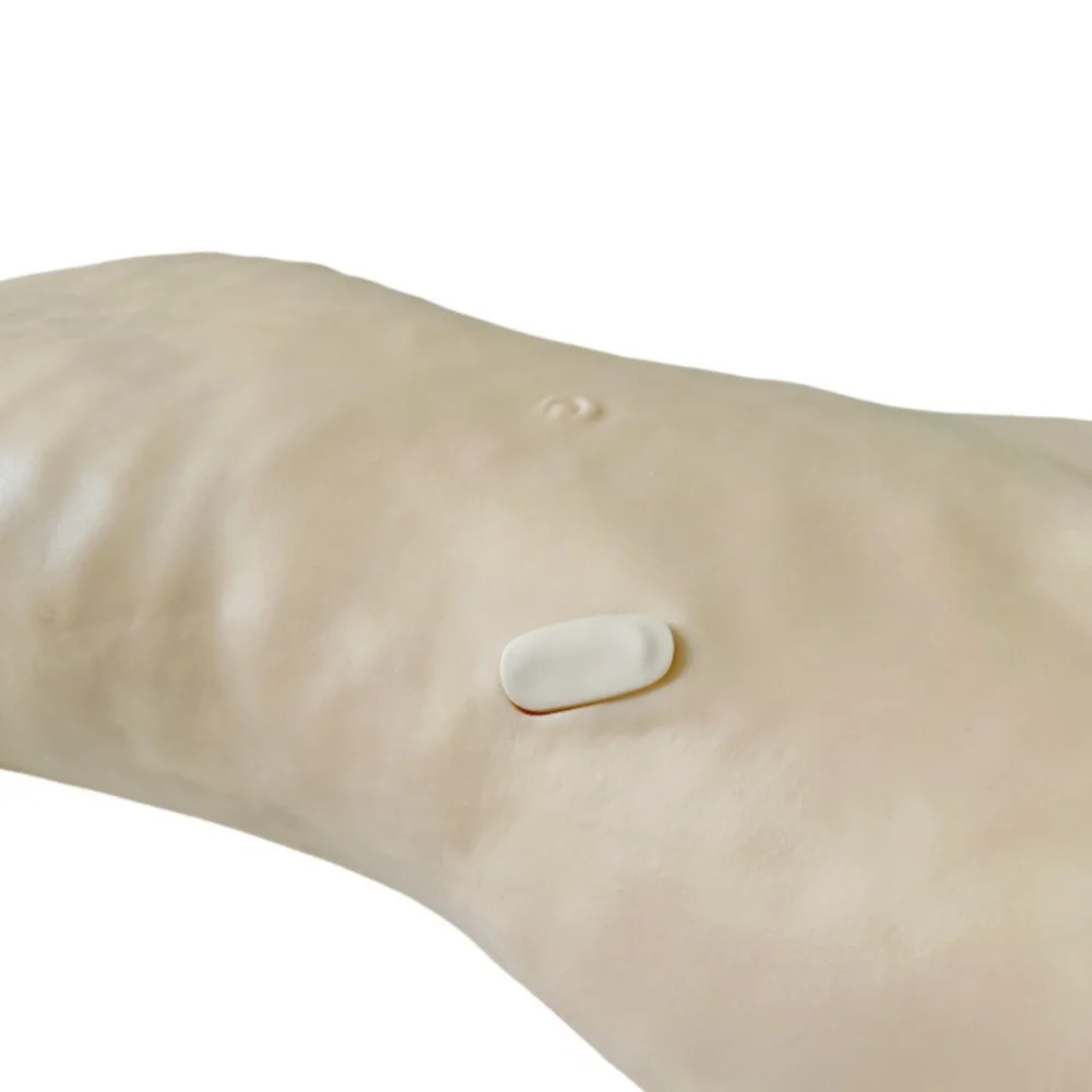 Bone Marrow Puncture Training Model Medical Science Simulator Teaching Material for Medico Medicine College School and Hospital