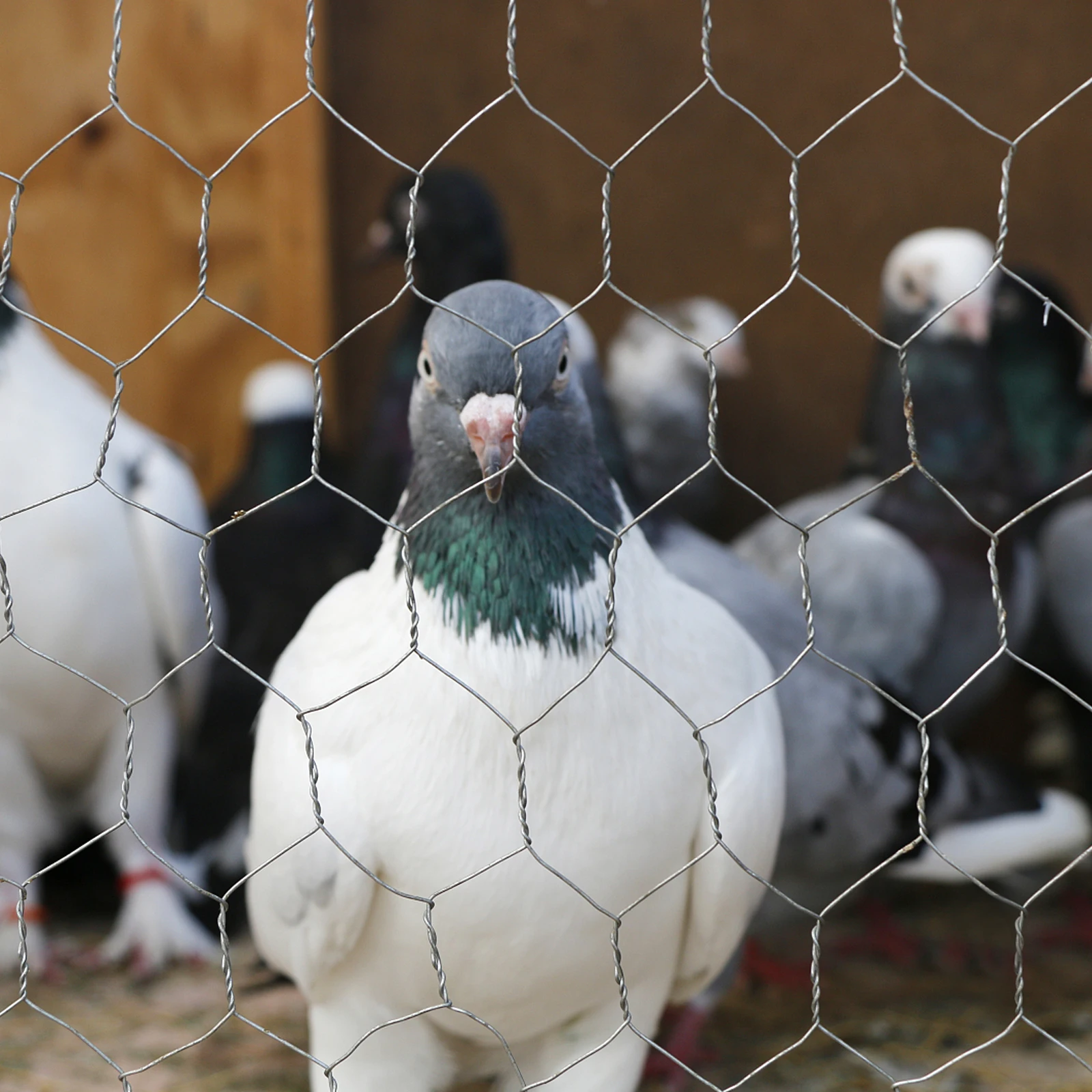 

Hexagonal Mesh Decor Sturdy Chicken Wire Net For Garden Farm Poultry Enclosure Craft Diy Projects Poultry Wire Mesh