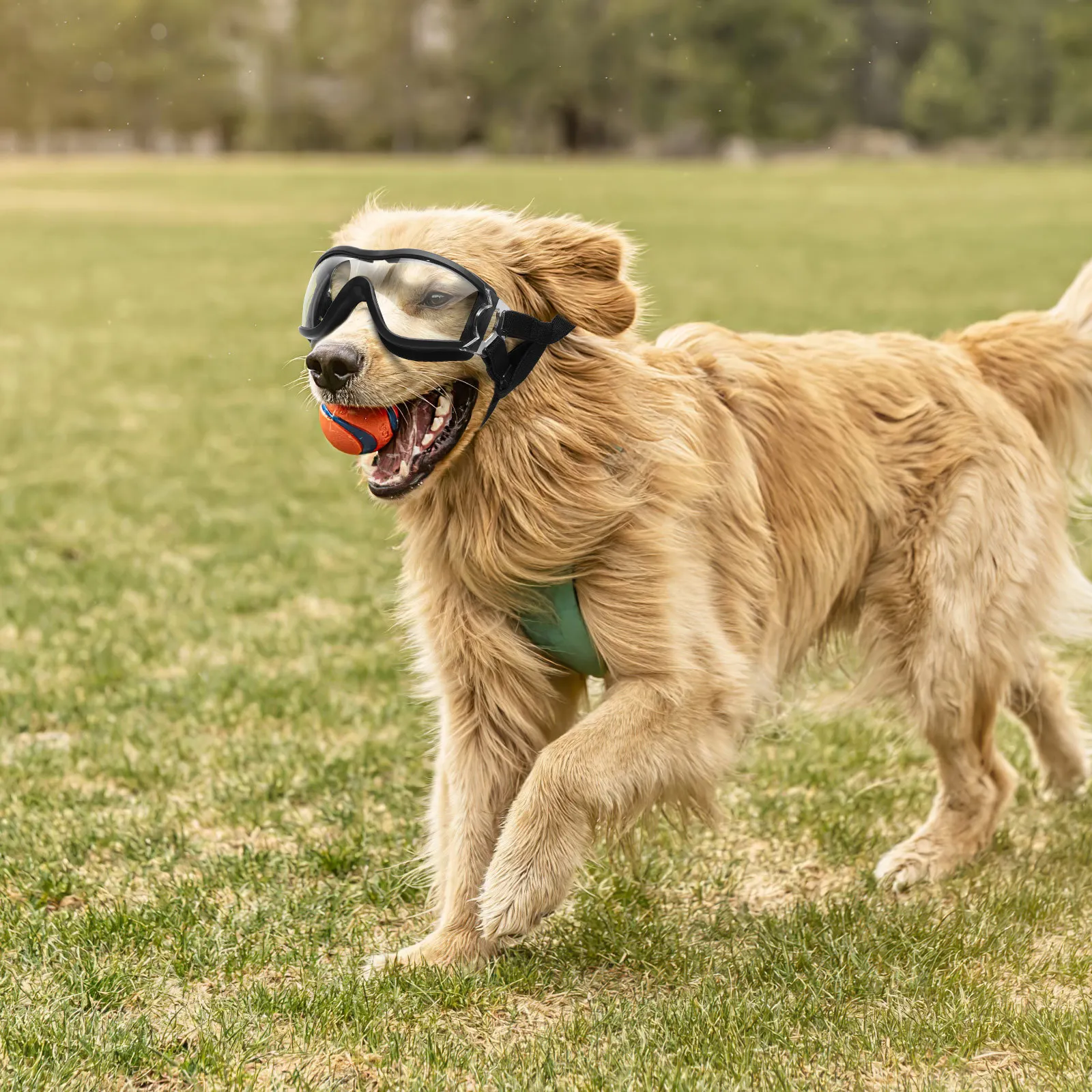 

Pet Protective Goggles Transparent Windproof Eye Glasses Anti-Uv Outdoor Dog Eyewear for Puppy Running Walking Activity