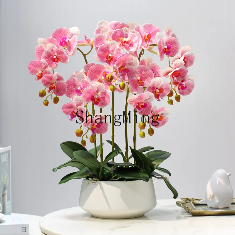 Fg Phalaenopsis Fak…