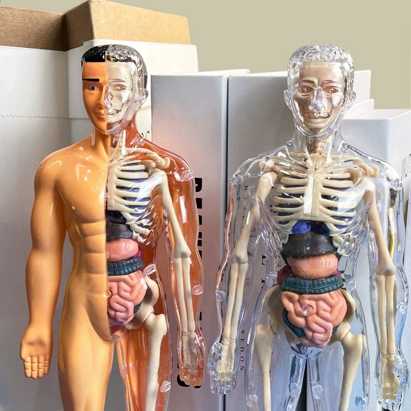 3D Menschliches Skelett Organ-Anatomie Wissenschaftliches Modell-Set Kinder-Körper-Bildungsmodelle Abnehmbares Simulations-DIY-Organ-Montagemodell