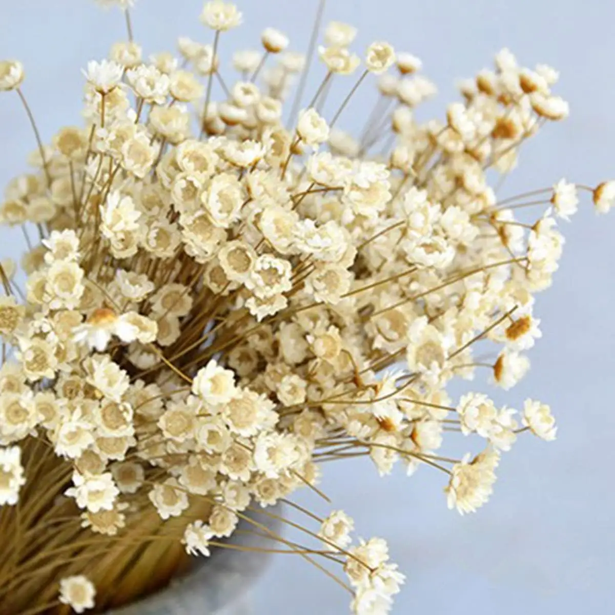 

50-200PC Natural Dry Flowers Brazilian Small Star Daisy Decorative Dried Flowers Mini Daisy Chamomile Bouquet Valentine's Day