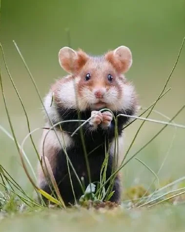 

BETAFPV Pavo Pico II O4 Air Unit Conversion Kit, Frame Adaptor Bracket for O4 Pro, Easy Installation DIY FPV Drone Part