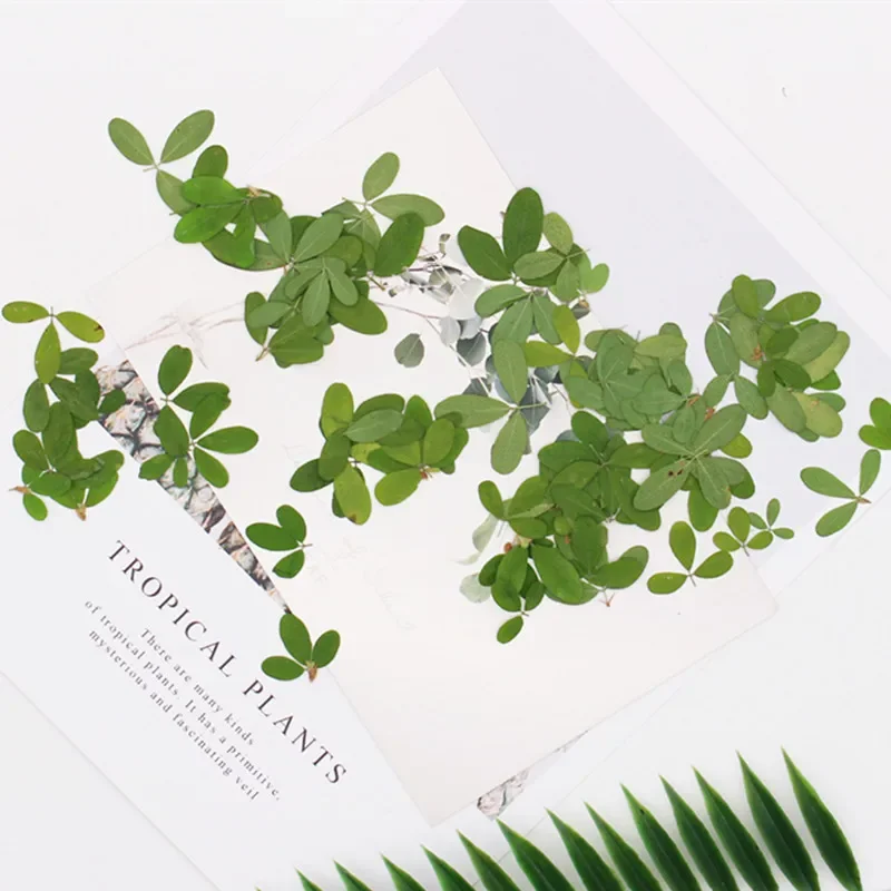 500pcs Pressed Dried Green Cassia Occidentalis L. Plants Herbarium For Jewelry Phone Case Photo Frame Bookmark Postcard DIY