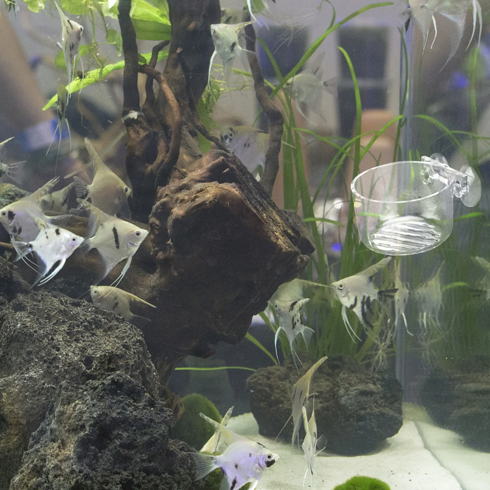 수족관용 아크릴 재질의 물고기 먹이통 2개 세트. 강력 - Fish Toy In Aquarium 리뷰 및 가격