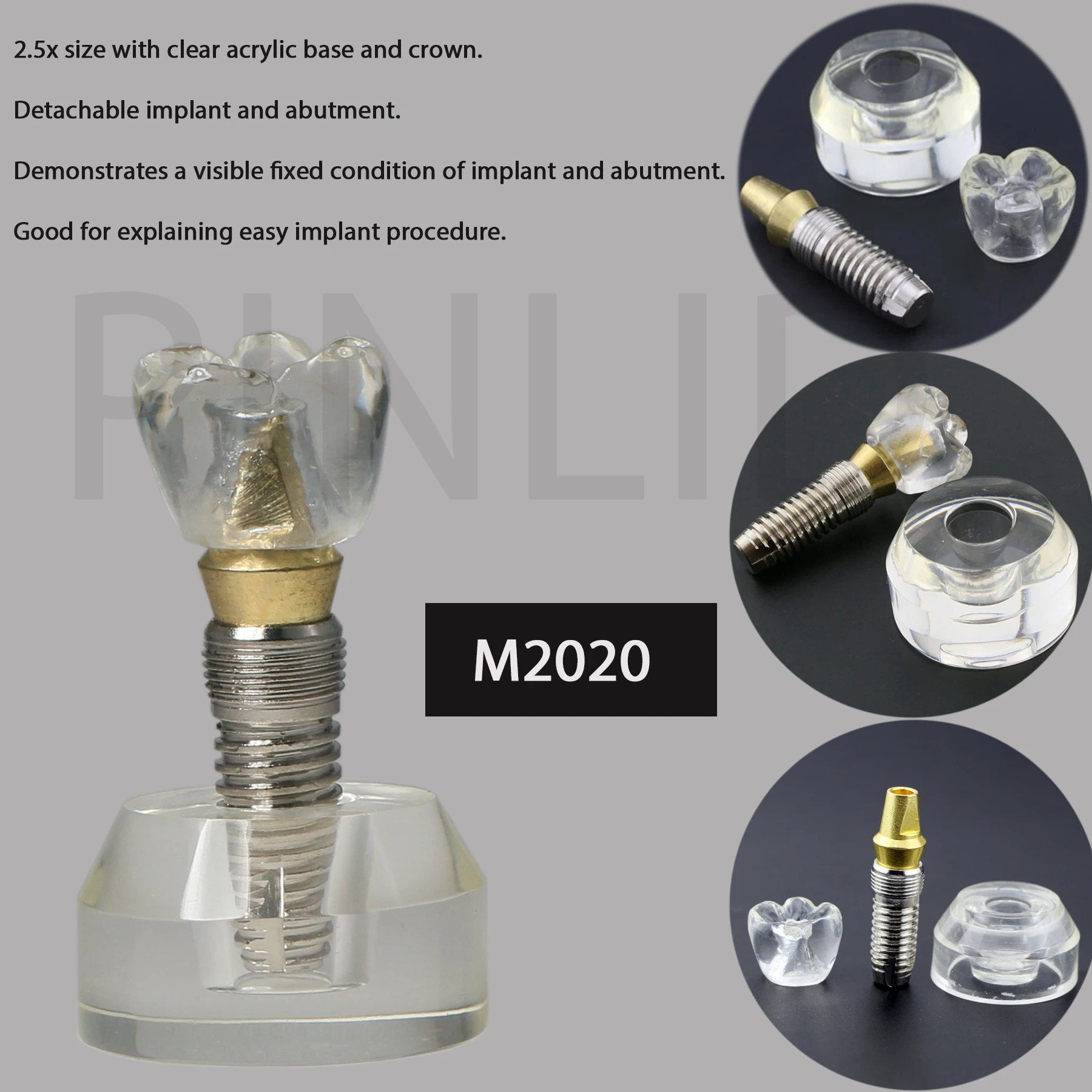 

Dental Typodont Implant Model Demonstration Teeth Study Teach Models Detachable Removable Clear M2020