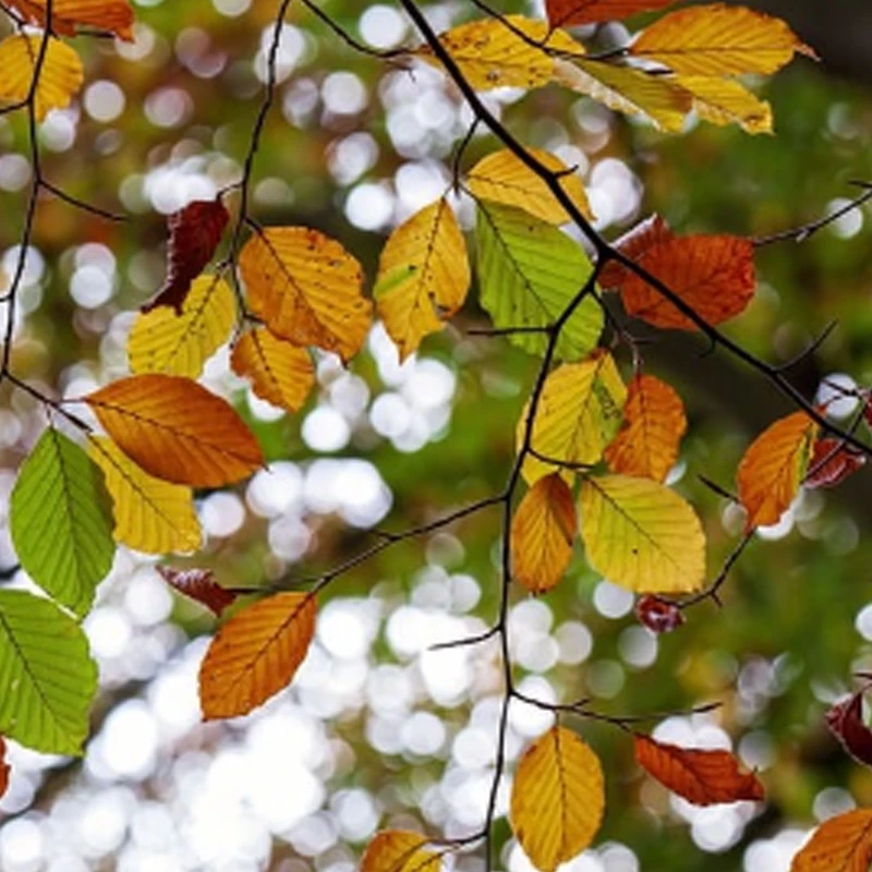 

Сервопривод JX B40 40 кг 8.4В бесщеточный, высокомоментный, с коротким корпусом, полностью металлический, для радиоуправляемых моделей автомобилей 1/8 1/10