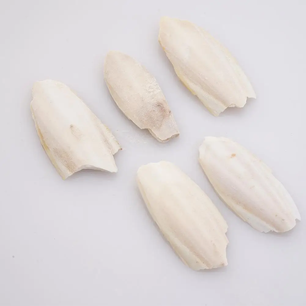 Natürliches Kaulquappenknochen-Kauspielzeug für Papageien, Wellensittiche, Hamster und Kleintiere, zum Zähneputzen, Kalziumergänzung, Vogelzubehör, gesund – Detail 10