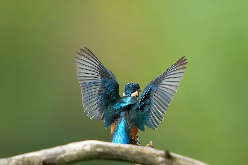 

SKYZONE SteadyView X 5.8GHz IPS Receiver Module - High Sensitivity for SKY04X/SKY04O PRO FPV Goggles