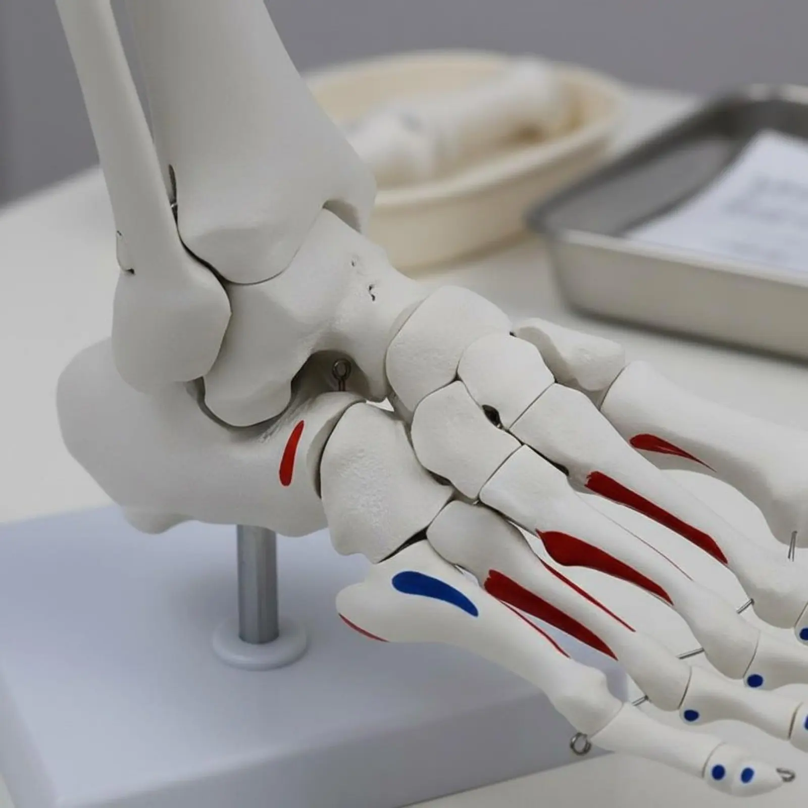 Anatomical Joint Model Detailed Display Life Size Joint Skeleton Human Foot Skeleton Model Mounted on Stand for Educators
