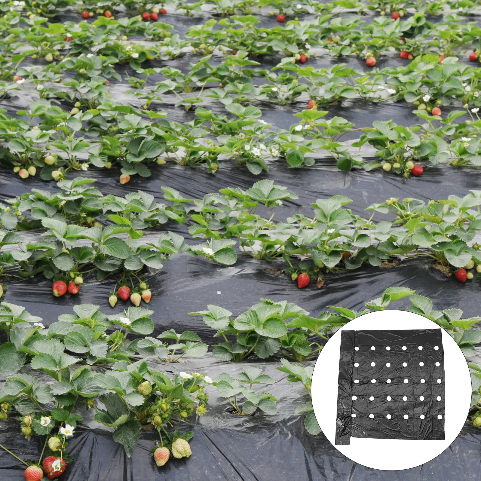 

Pe Mulching Film Black Perforated Insulation Agricultural Plastic Soil Covering Mulch