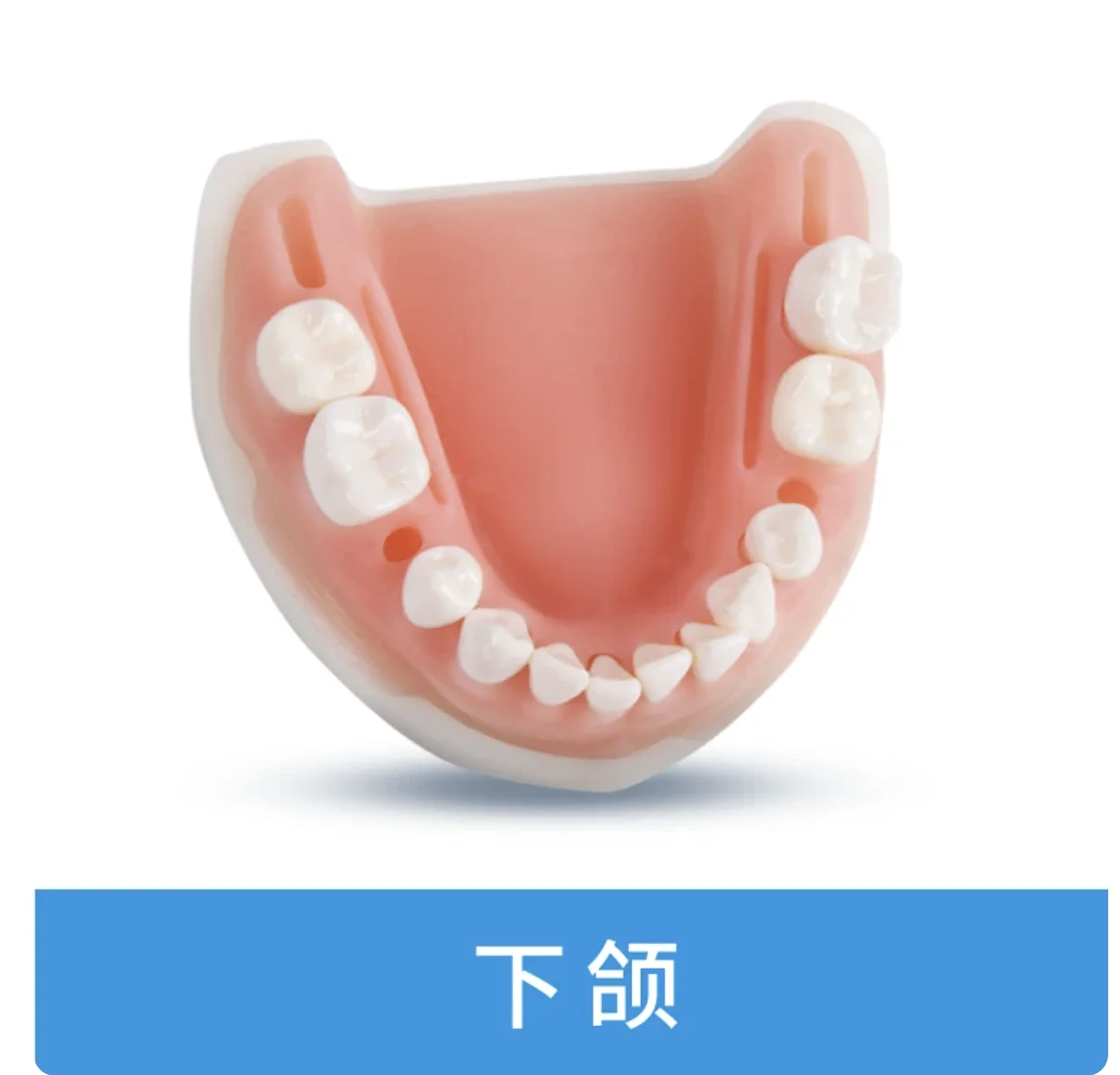 Teaching Oral Suture Training Module, Gum Suture Training Periodontitis Suture