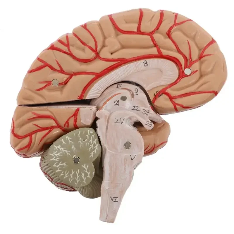 نموذج الدماغ البشري لعرض الدراسة في الفصول الدراسية ، دقيق تشريحياً ، 8 أجزاء ، تشريح للعلوم