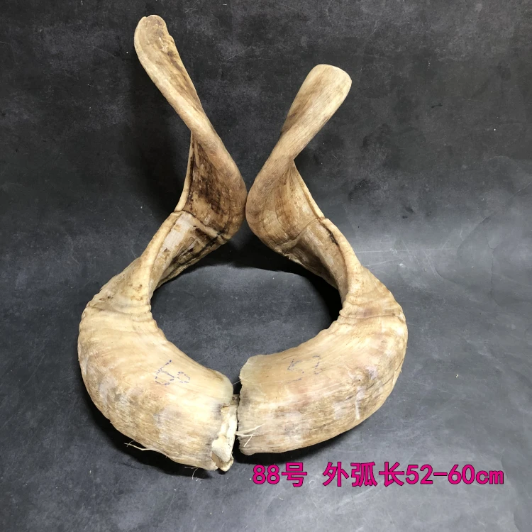 Sheep horn for more than ten years old, one-pair, corner, Cornu Capra, hircus raw materials, decorative ornaments,home decor - view 6