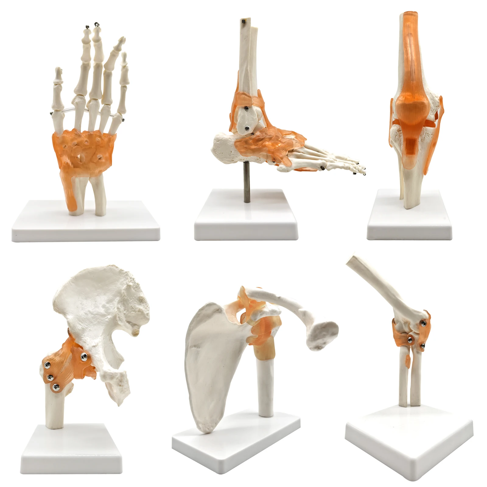 6 pcs/Set Anatomy Models Human Shoulder Elbow Hip Knee Hand Foot Joint Bone Models Human Joint Anatomy Model Science Models Huma