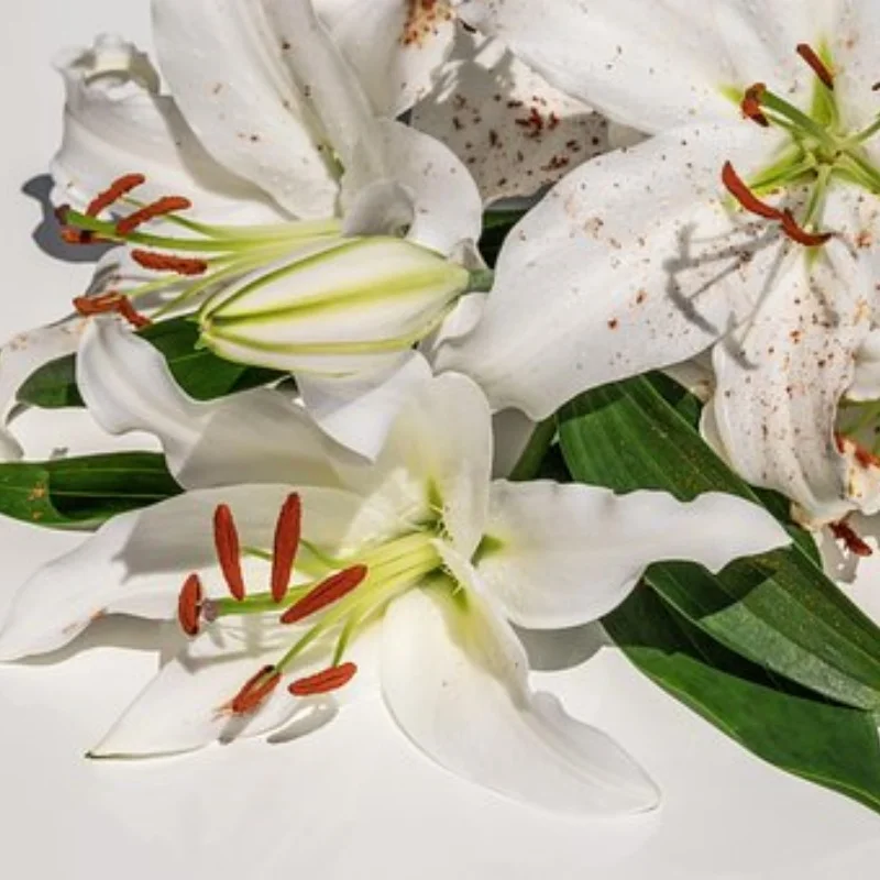 

Metal C-mount for 1/10 Tamiya RC Off-road Vehicle Fighter NXGEN DT04 58741 DIY Parts