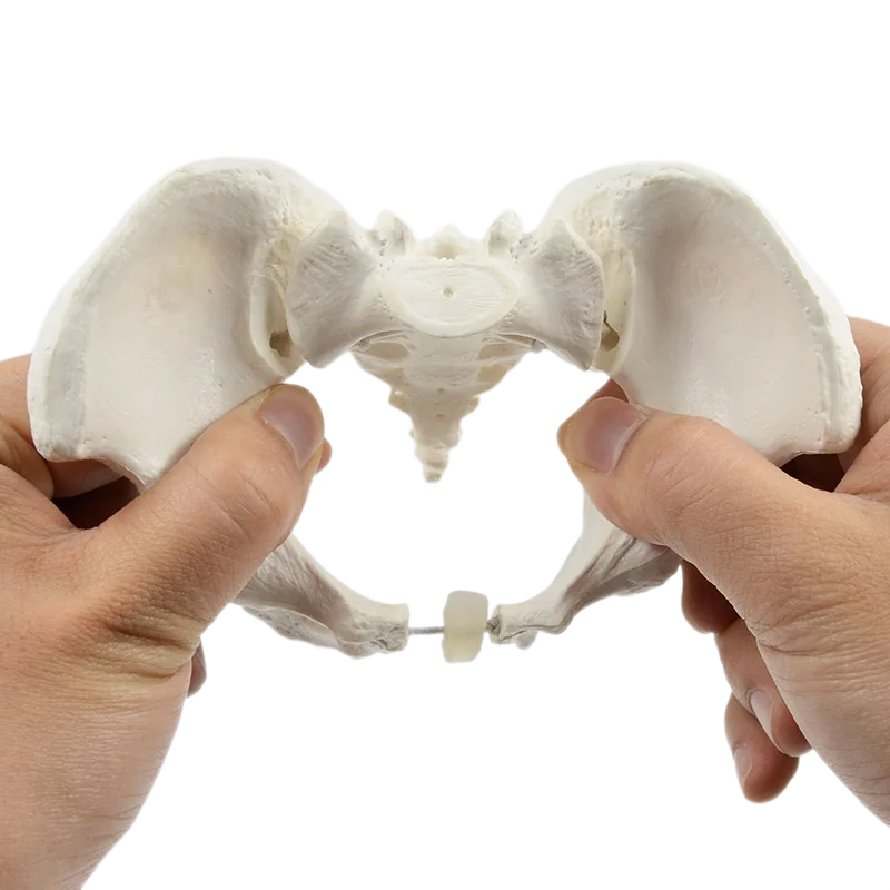 Mini Pelvis Model Human Skeleton Model 1:2 size pelvis Specimen Hip Skeleton Anatomy Medical Tool school education