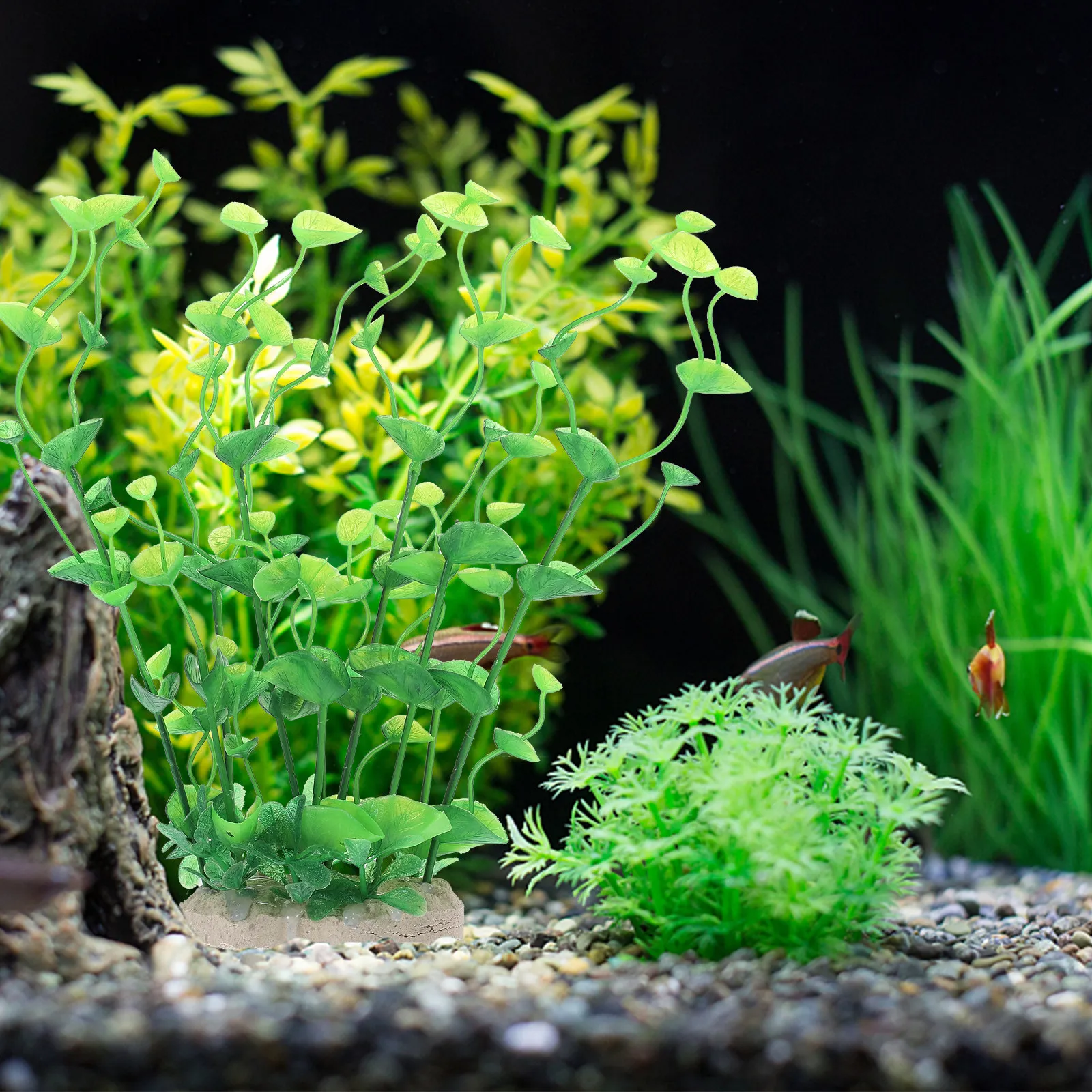 قطعة واحدة من نباتات الزينة ال - مراجعة Aquarium Fish Of The World وسعره