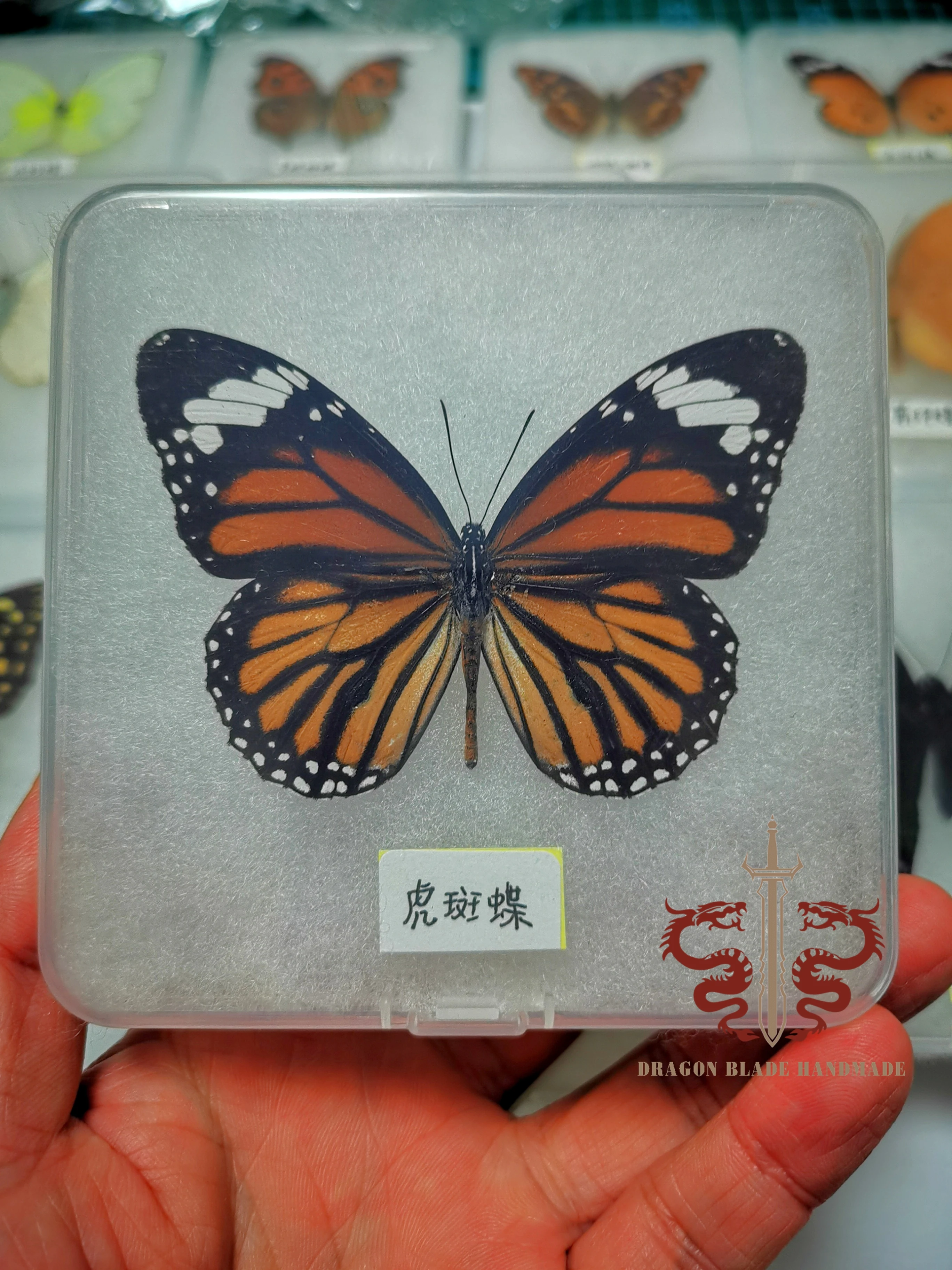 Butterfly specimen Danaus genutia, 1pc wings spread A1/A- high quality, Decorative Display Collection Gifts