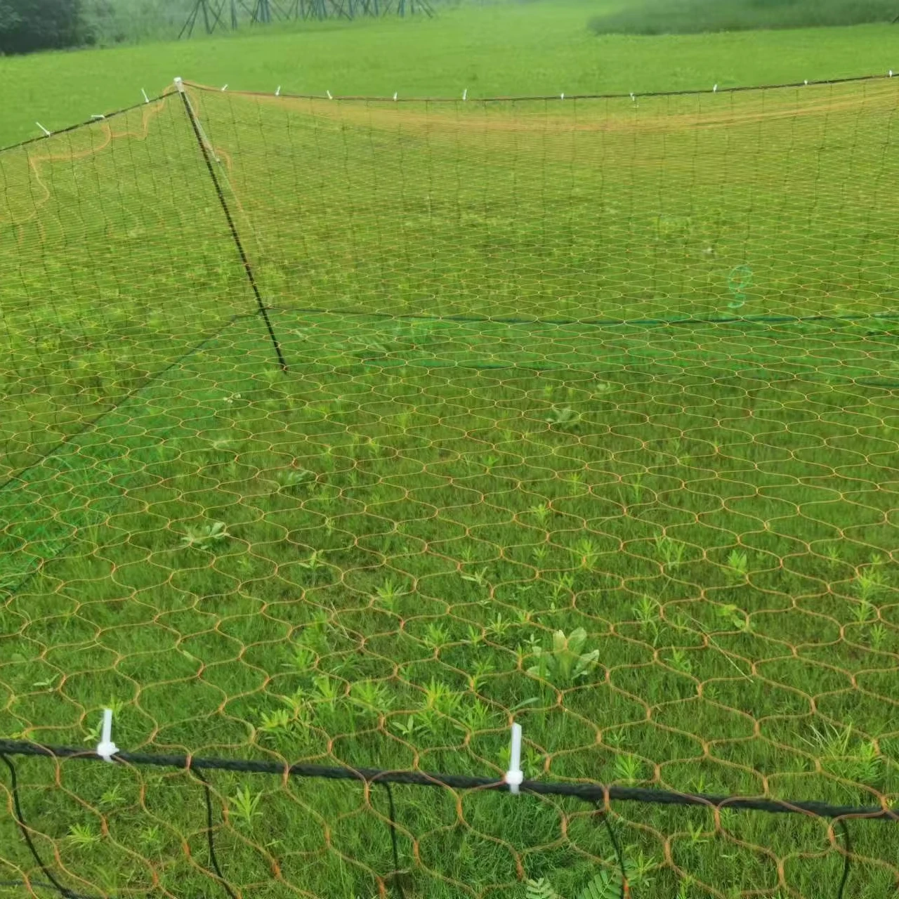 

Customization Quality Assurance Net for Chickens Chicken Netting Low Price Chicken Net