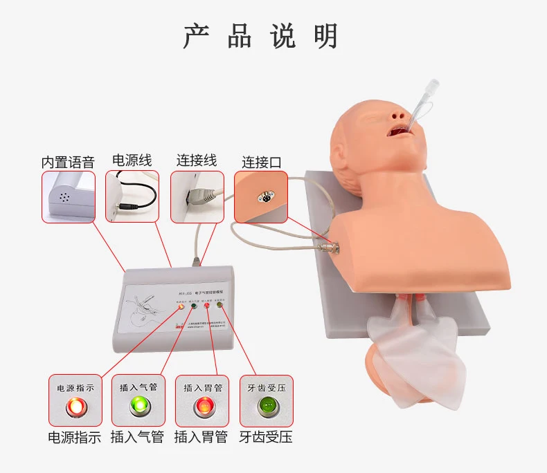 Adult tracheal intubation model, Chinese and English electronic human body tracheal intubation training model alarm medical use