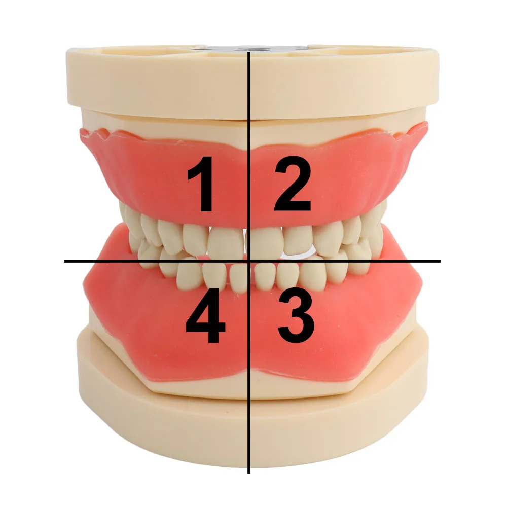 Kid Teeth Model Dental Model Fit Frasaco Dental Teaching Model Demonstration Tooth Model for Child 24 pcs Teeth Available