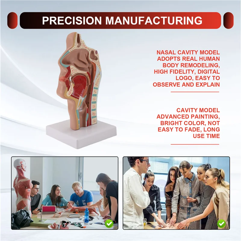 A42Z-Nasal Cavity Throat Anatomy Model Human Anatomical Pharynx Larynx Model For Students Study Display Teaching