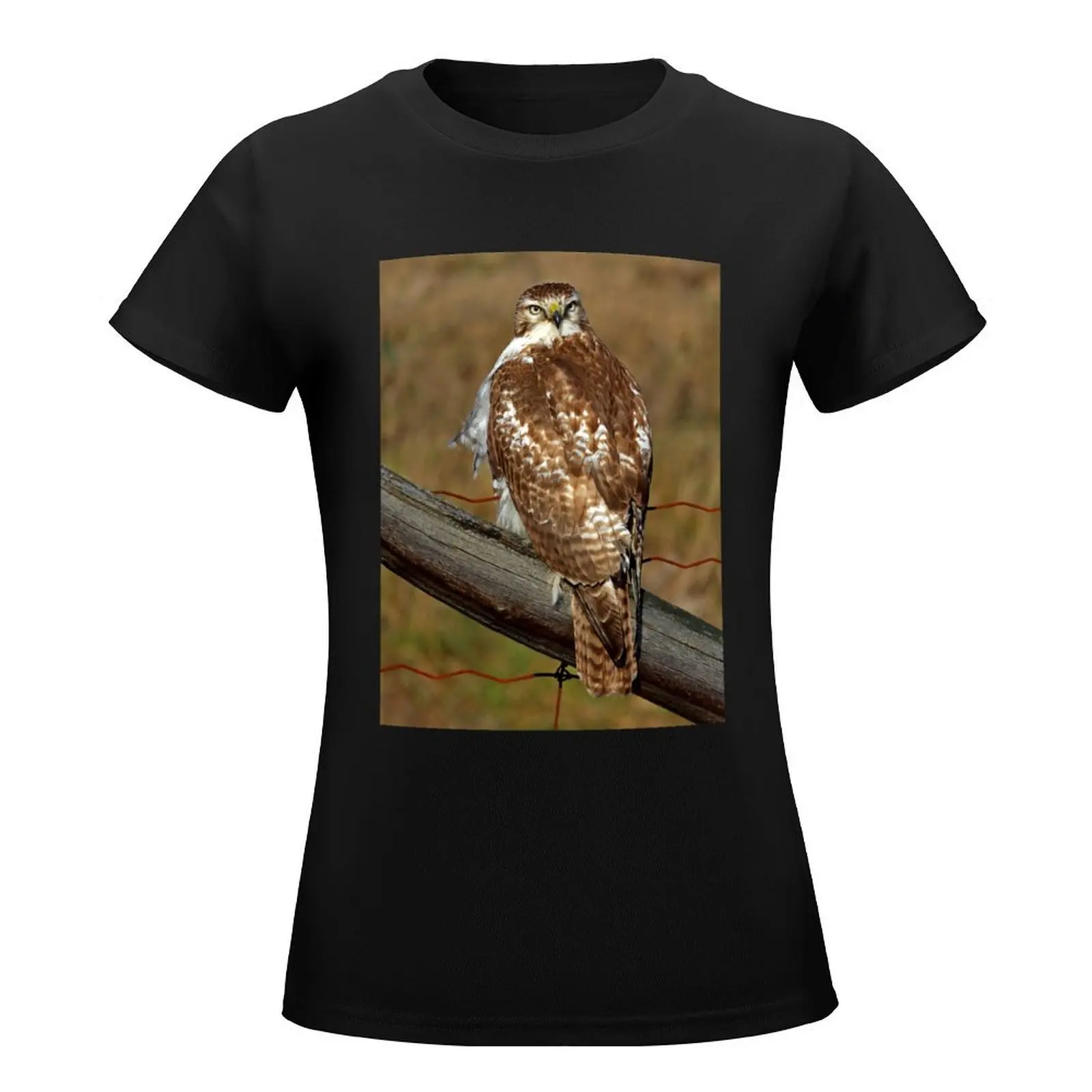 Red-tailed Hawk on fence T-Shirt sublime animal prinfor tees vintage Women tops