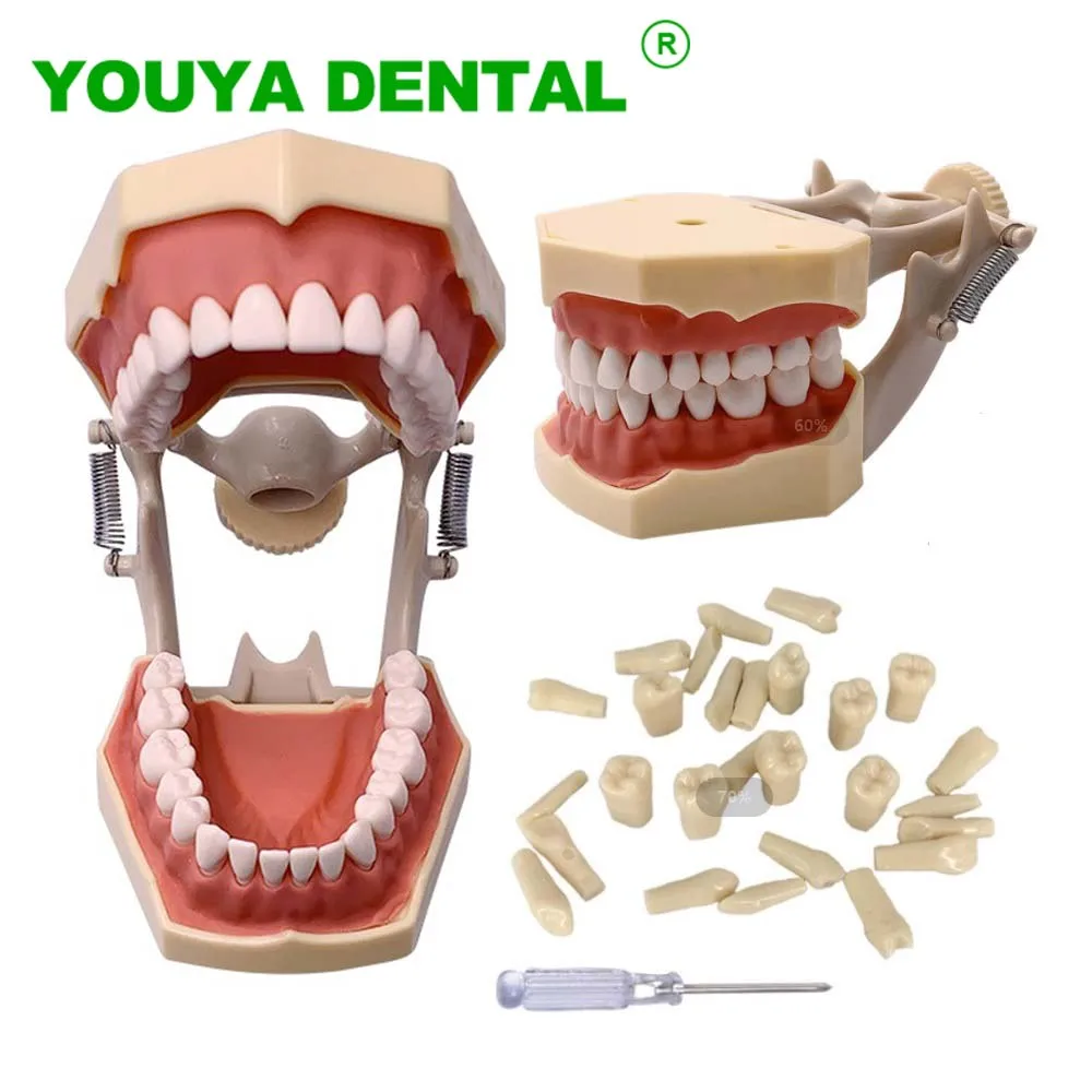 

Dental Typodont Teeth Model Standard Model With 32pcs Screw-In Teeth Dental Teaching Practice Demonstration Tool Fit For Frasaco