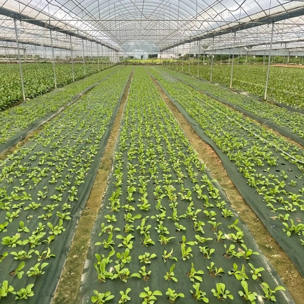 Pre-punched Holes Perforated Grass Proof Cloth Biodegradable Double Layer Weed Control Ground Cover Breathable Permeable