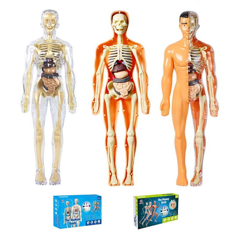 

3D модель анатомии человеческого тела для детей - пластиковая игрушка для сборки скелета «сделай сам», медицинская наука, раннее обучение, образовательная помощь