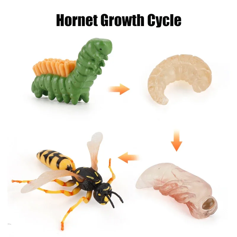 Animal Life Cycle Board Kinderspeelgoed Montessori Leermiddelen Plant Animal Growth Cycle Model Set voorschoolse cognitieve speelgoed - afbeelding 1