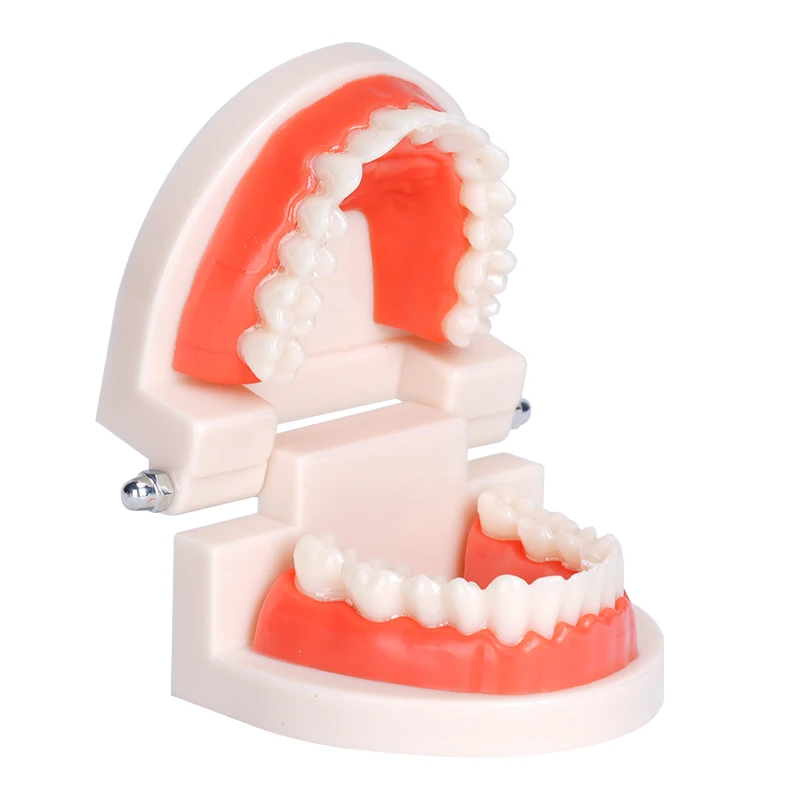 1PC Dental Teeth Model Standard Adult Dental Tooth Model for Teaching Study Training Dentistry Lab Education Tools Material