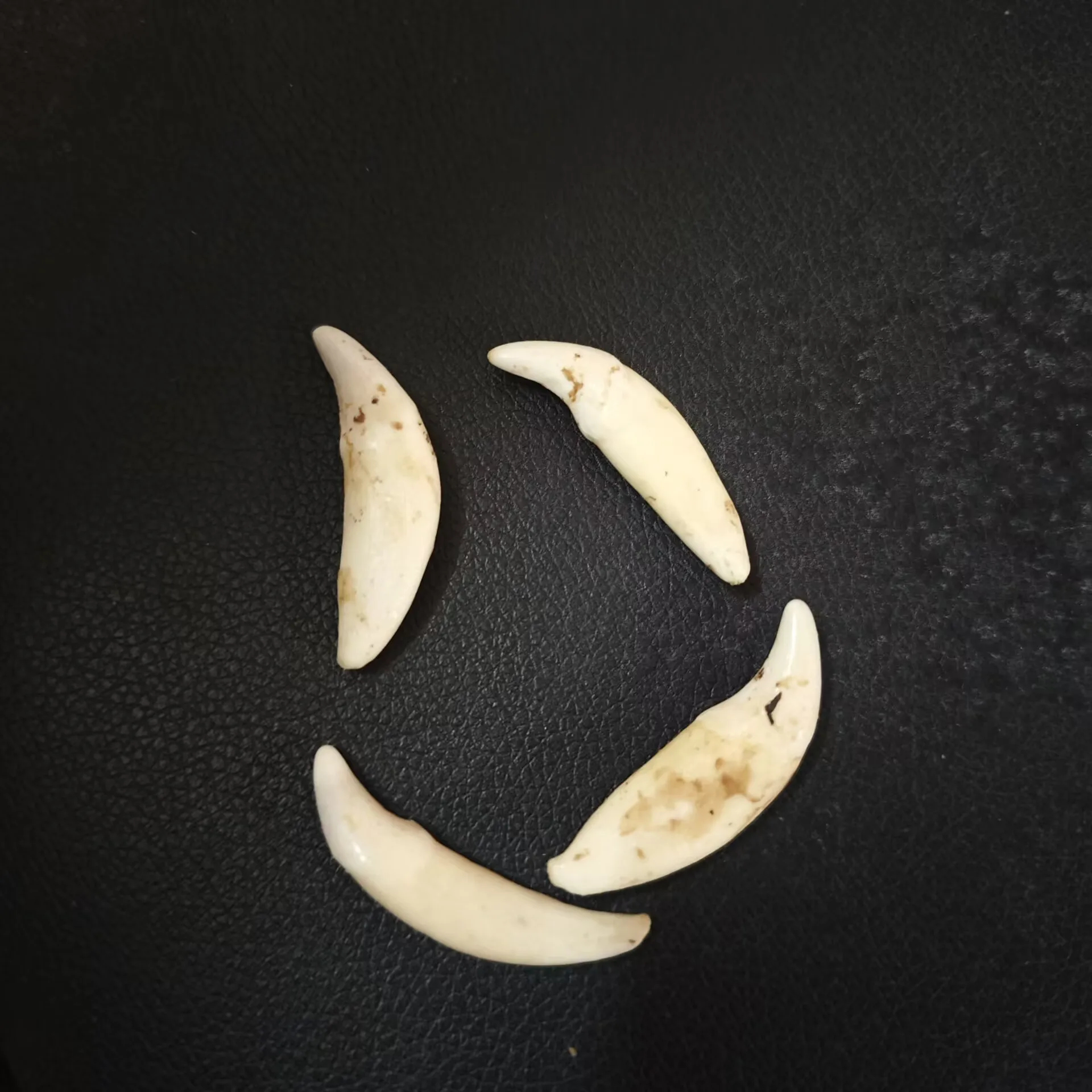5.5cm Natural Unbleached Non-porous Crescent-shaped Teeth DIY Jewelry Accessories Materials Peaceful Amulet Hanging Decoration