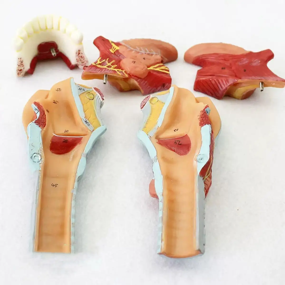 PVC Human Throat Tongue 5 Parts Model Medical Anatomical Models Teaching