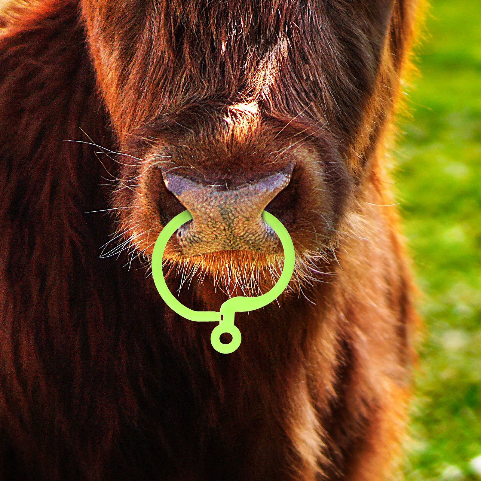 

10 Pcs Bull Nose Ring Rings Cattle Supplies Thicken Cow Decorative Abs Jewellery