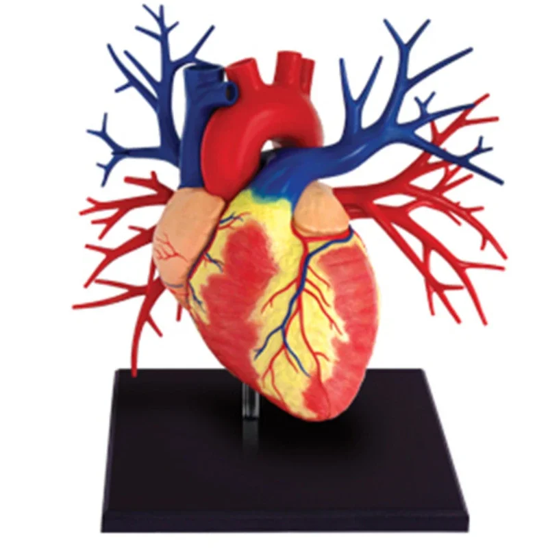 1:1 Life Size Heart 4d Master Puzzle Assembling Toy Human Body Organ Anatomical Model Medical Teaching Model