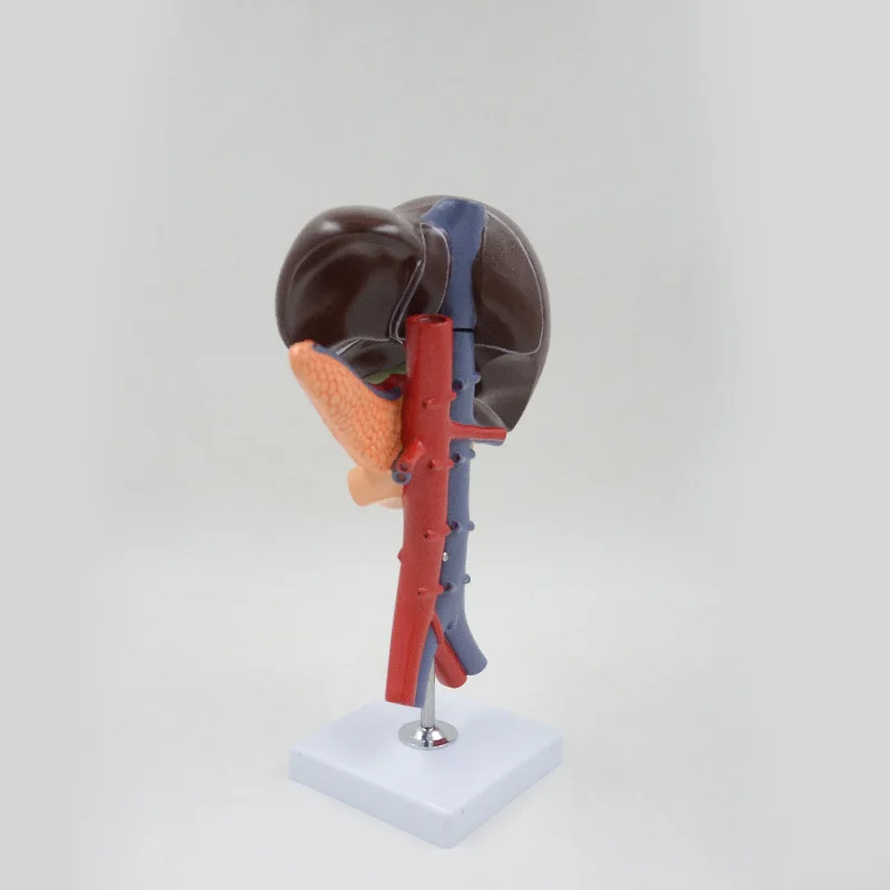 

Human Liver Pancreas Duodenum Anatomy Model