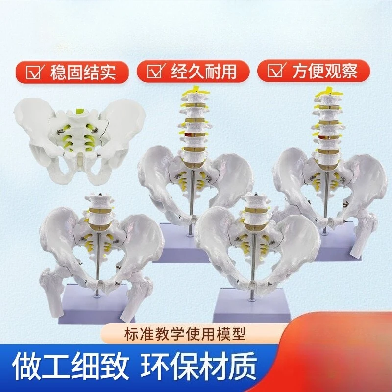 1:1 Male Pelvic Specimen Model, Iliac Sciatic Pubic Presentation, Natural Adult Five-segment Lumbar Belt Pelvis