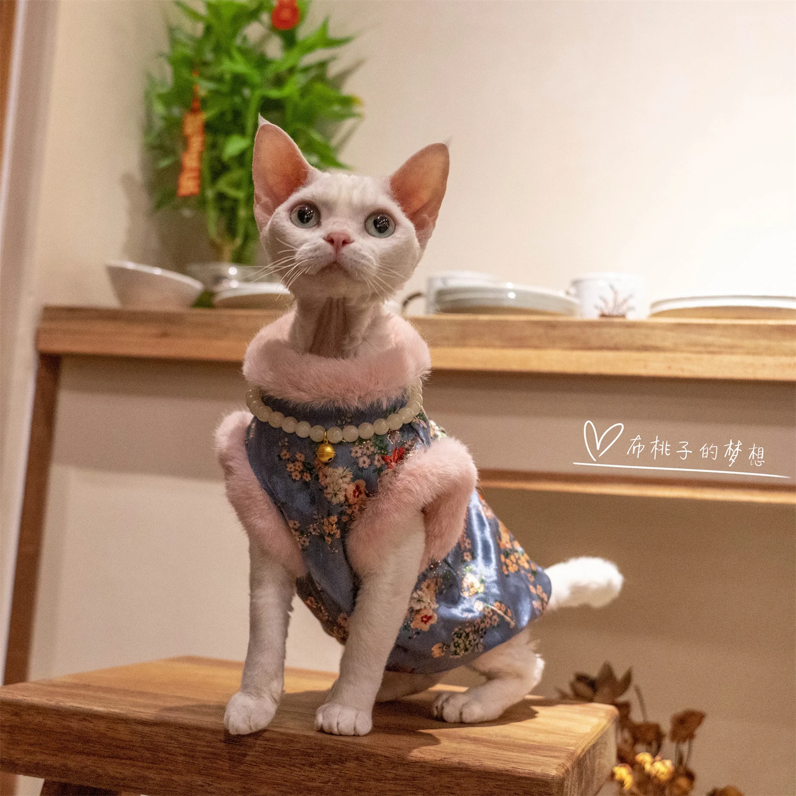 

Новые костюмы Cheongsam, флисовое пальто для кошек сфинкса, роскошный свитшот для котят, красный свитер Devon Rex, новогодняя одежда