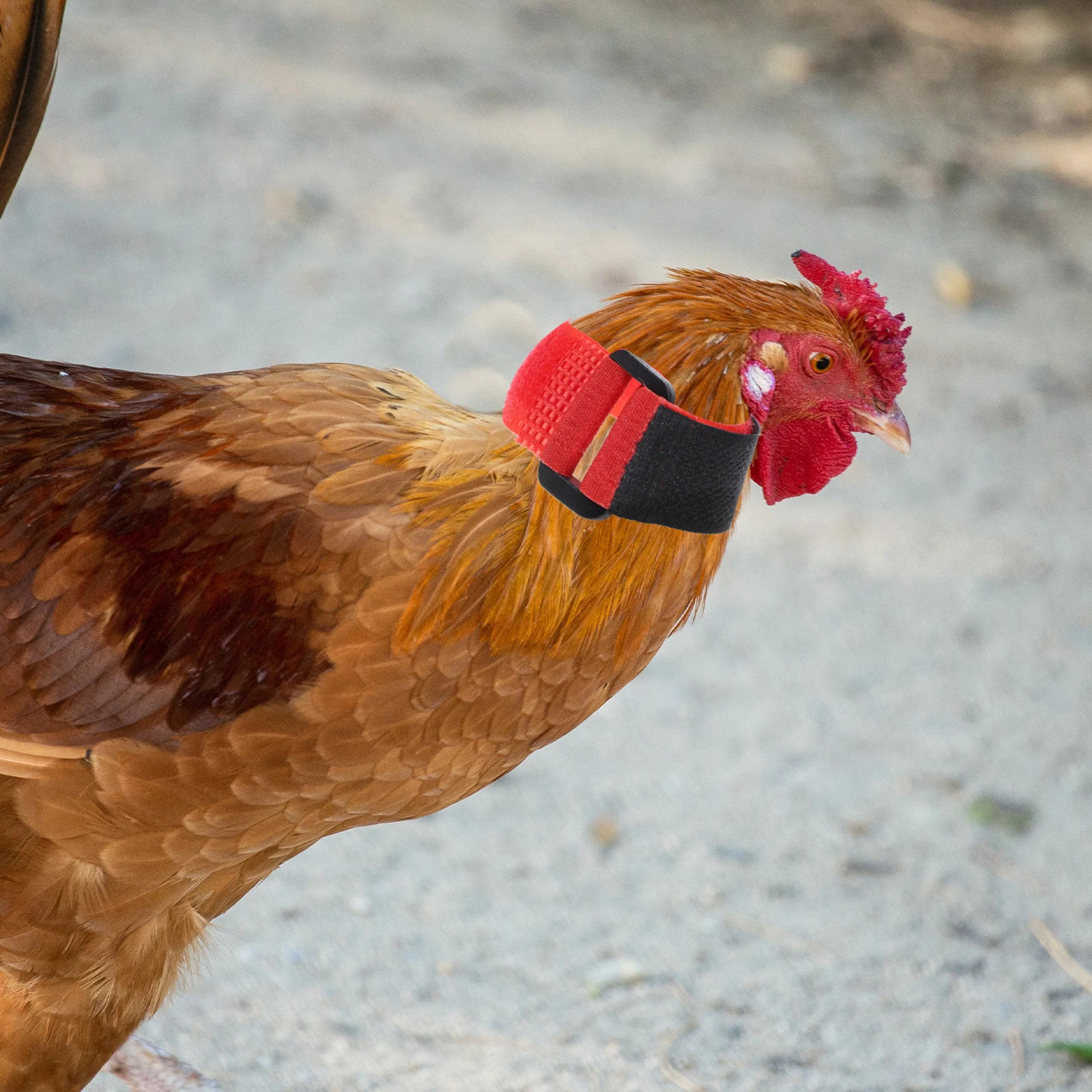 

2 Pcs Anti-hook Rooster Neck Strap Anti-noise Belts Chicken Collars Anti-crowing Neckbands Replacing