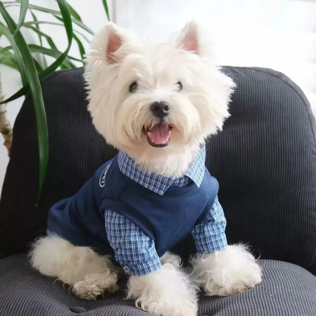 Ins Style Plaid Fleece Lined Pet Hoodie Winter Warm Clothes for Small Dogs - Schnauzer Bichon Shih Maltese Two Piece Fake Outfit