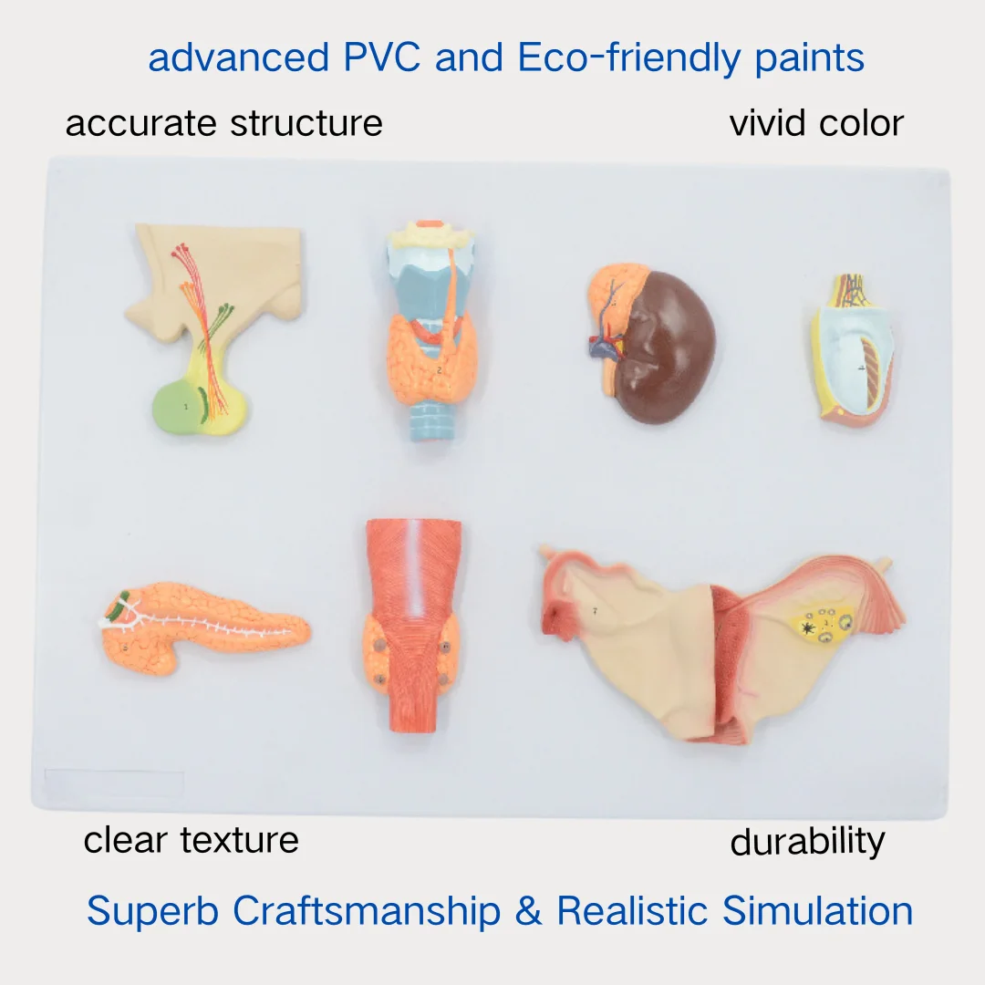 نموذج جهاز الغدد الصماء البشري ، العلوم الطبية ، جهاز محاكاة تشريح النظام ، أدوات تعليمية للطب الطبي ، علم الأحياء الجامعي