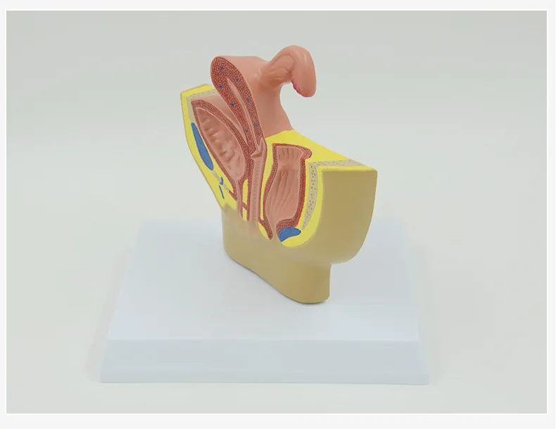 Male And Female Sagittal Pelvic Anatomy Model  Male Reproductive Organ Model Reproductive System Model Medical Teaching Supplies