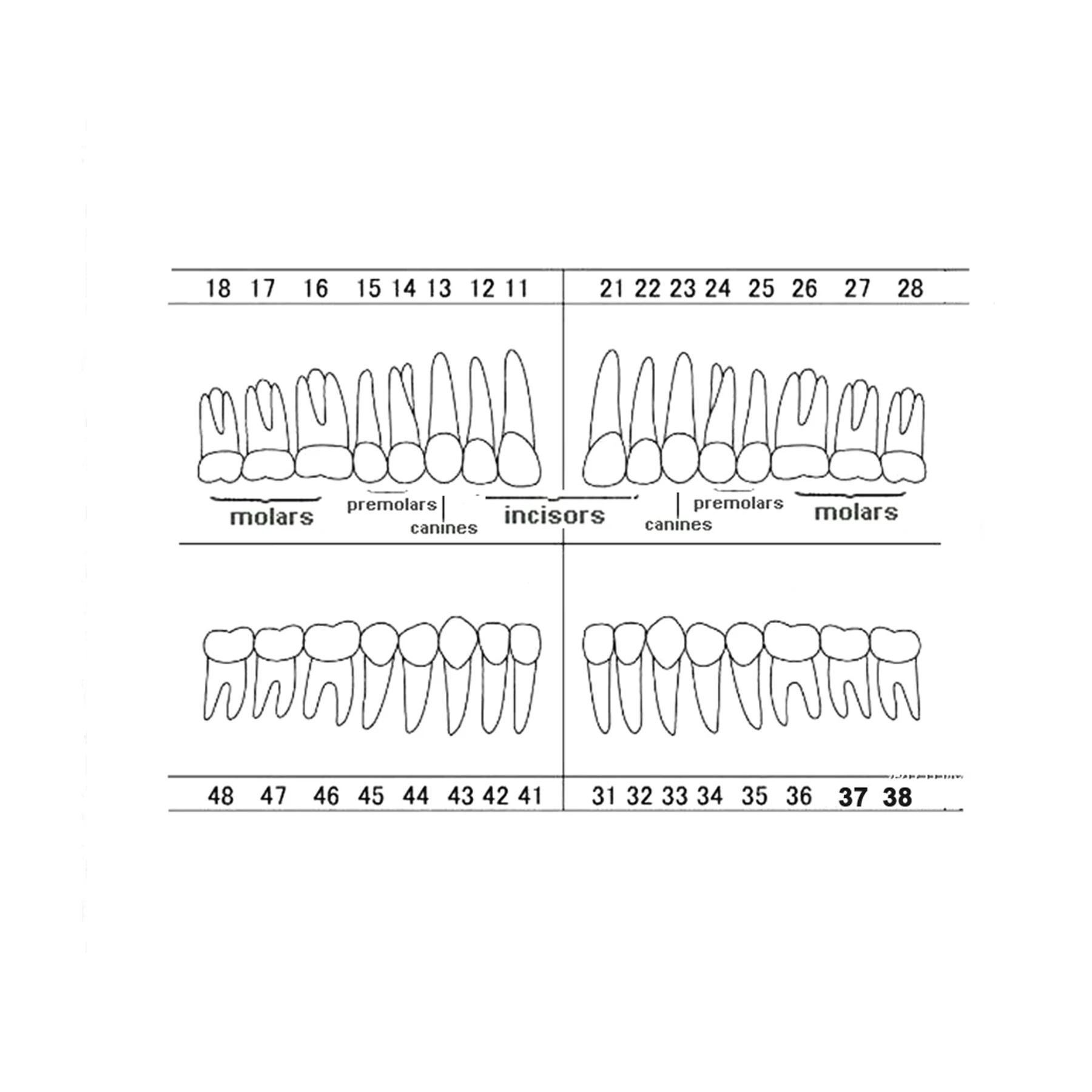 Dental Teaching Teeth Model Typodont Screw-in Replacement Teeth fit NISSIN 200 Type For Dentistry Preparation Training Teach