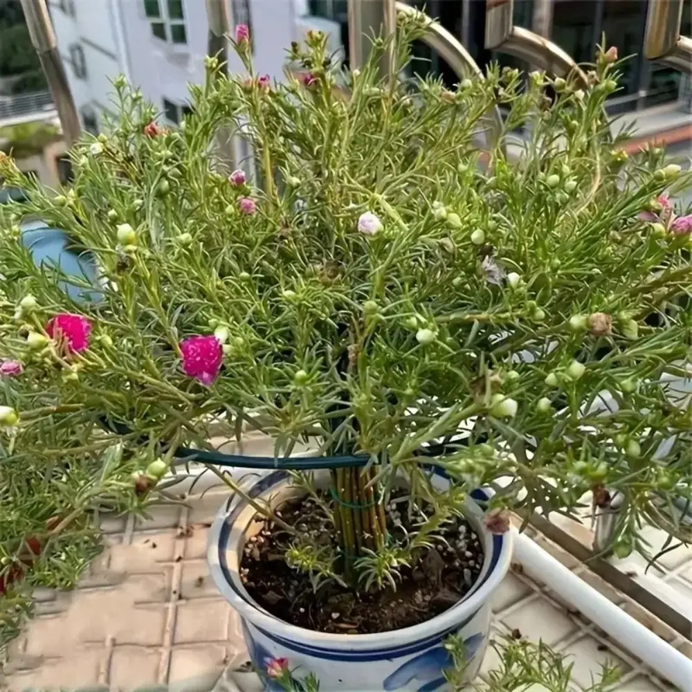 

S/M/L Bonsai Climbing Frame Plastic Stackable Plant Cage Support Stand Multi-layer Plant Support Stand Gardening Supplies