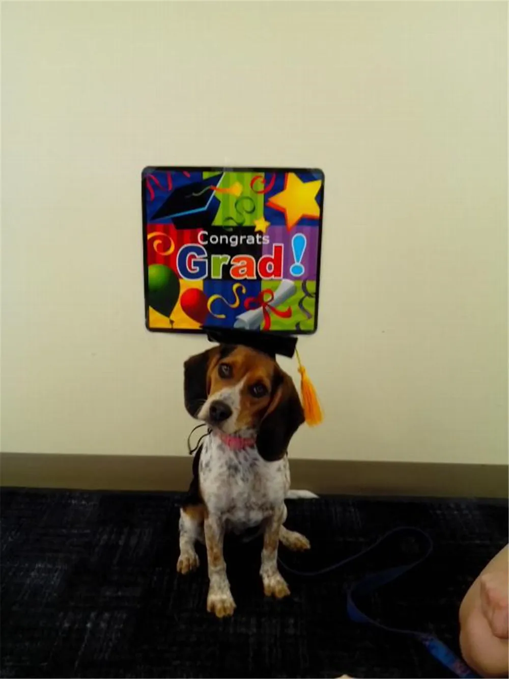 Pet Graduation Caps Dog Graduation Hats with Yellow Tassel Costumes for Dogs Cats Hat