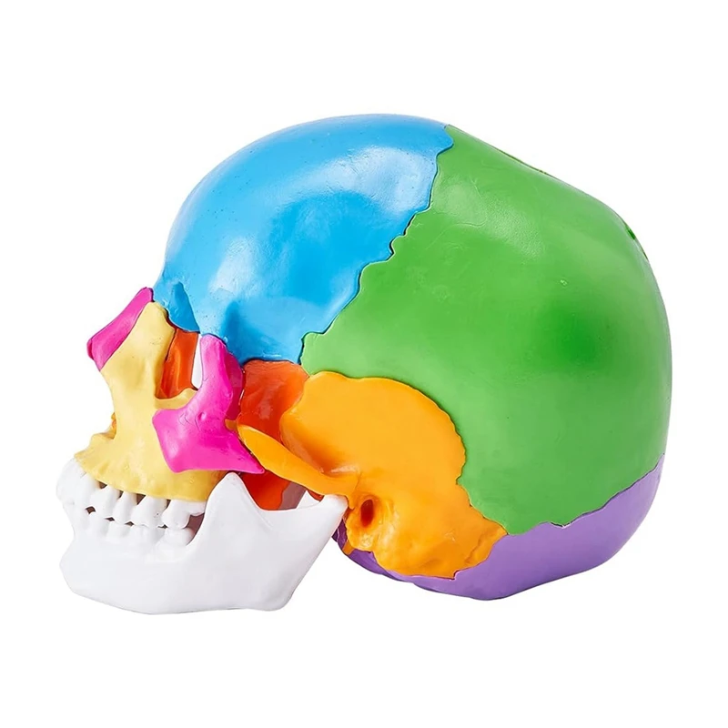 Human Skull Model, Life-Size Painted Anatomy Skull Model, PVC Anatomical Skull