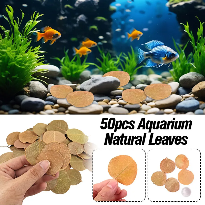 50 Uds. Filtro de Acuario de hojas naturales Terminalia Catappa Foetida hojas isla hoja de almendra tratamiento de limpieza de peces Decoración