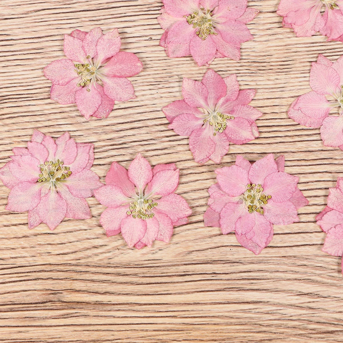 20 pezzi di fiori secchi campioni di piante naturali piccoli per decorazioni di conchiglie di telefoni fai da te ornamenti di fiori forniture regalo